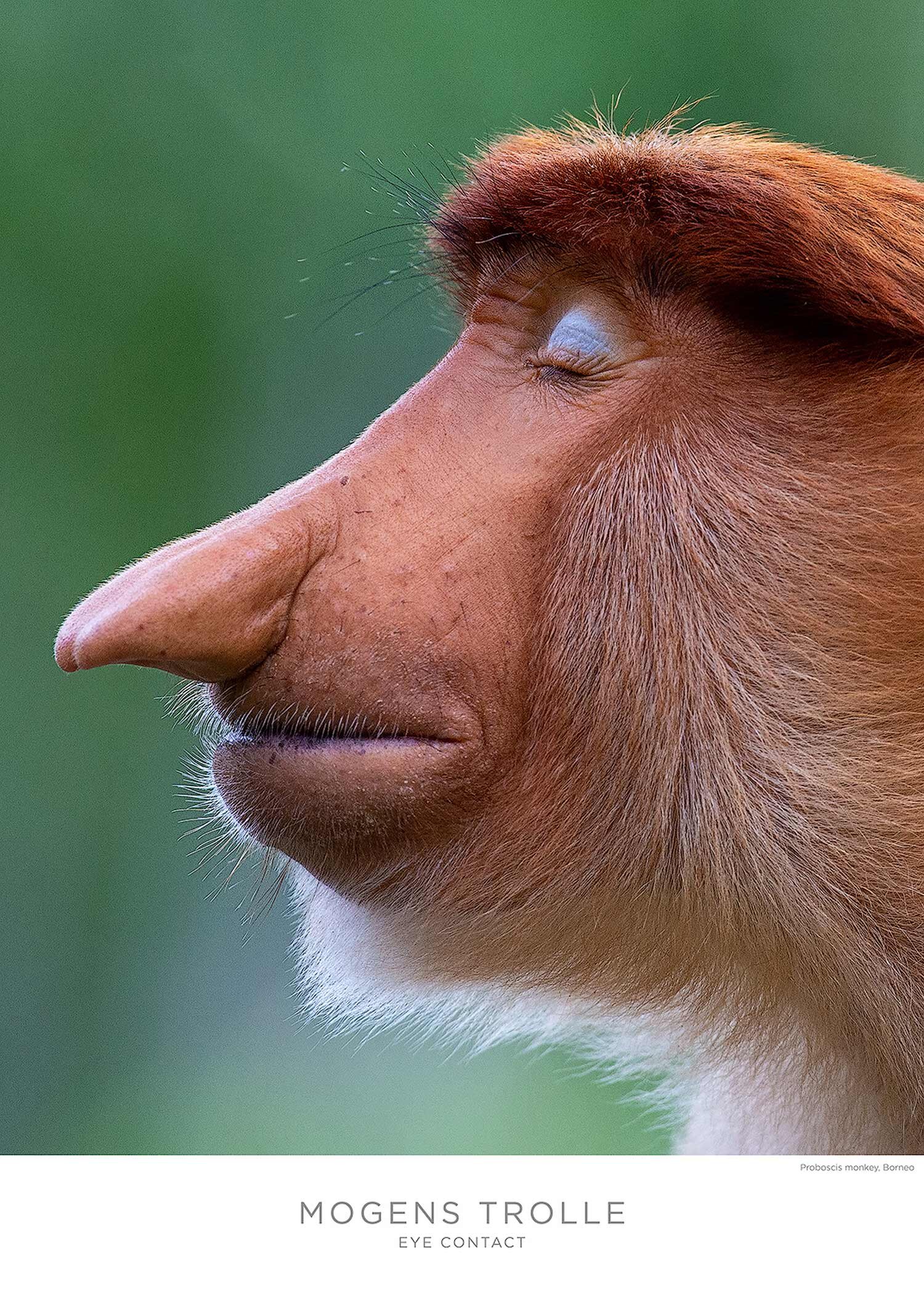 Proboscis-monkey-poster-Trolle.jpg