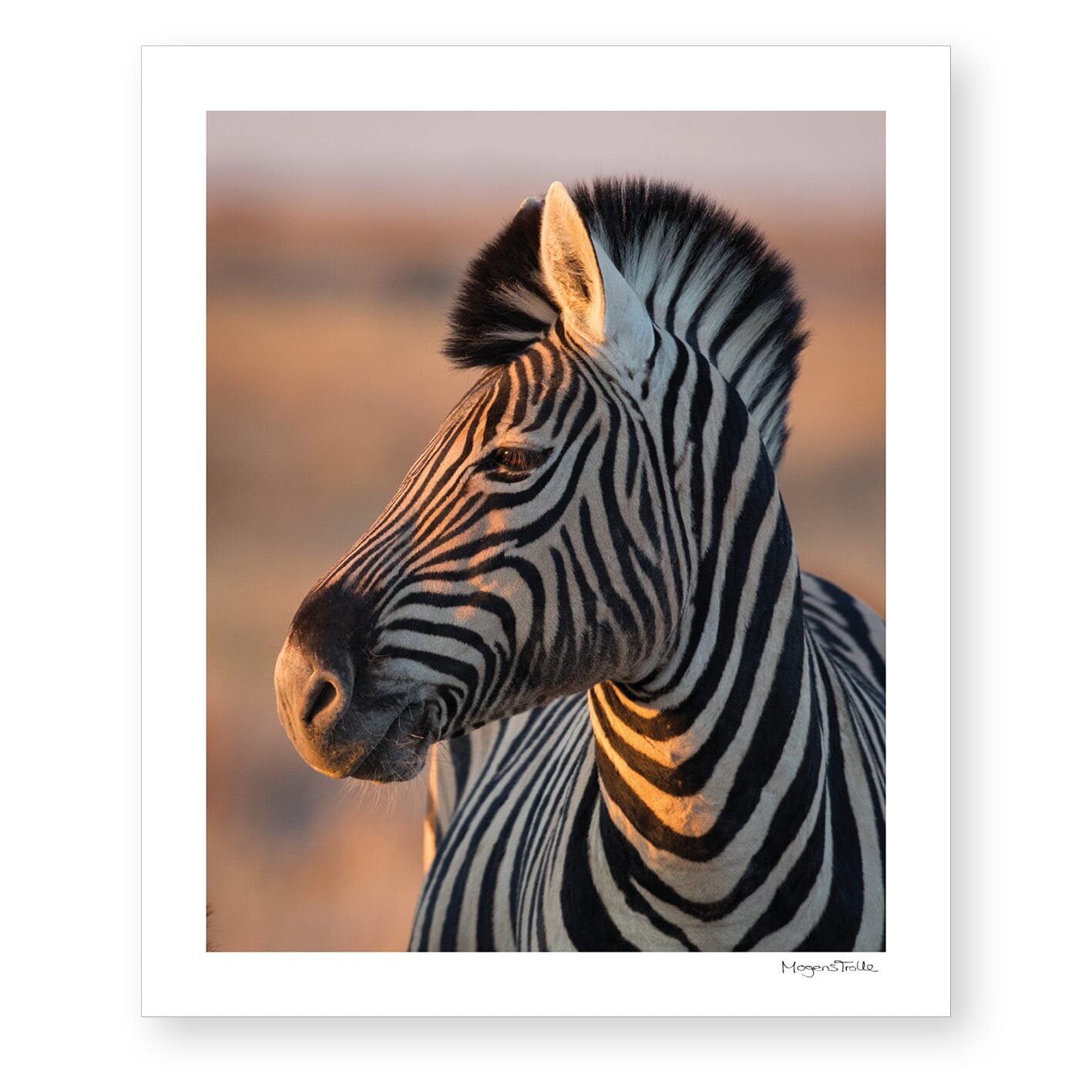 Zebra stallion in sunset light