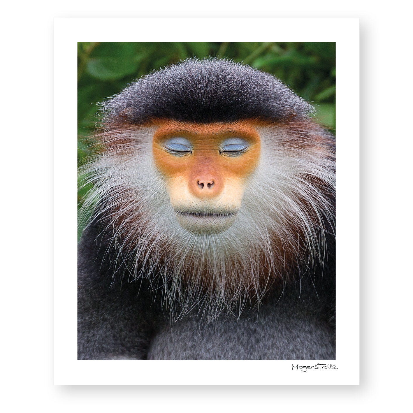 The zen monkey close-up