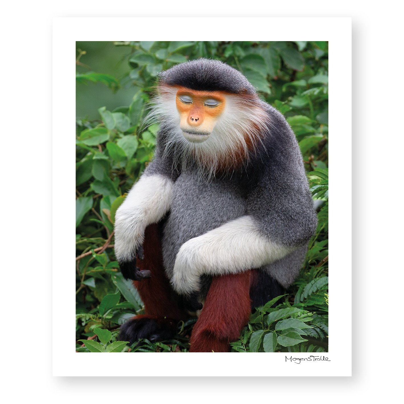 The zen monkey in profile