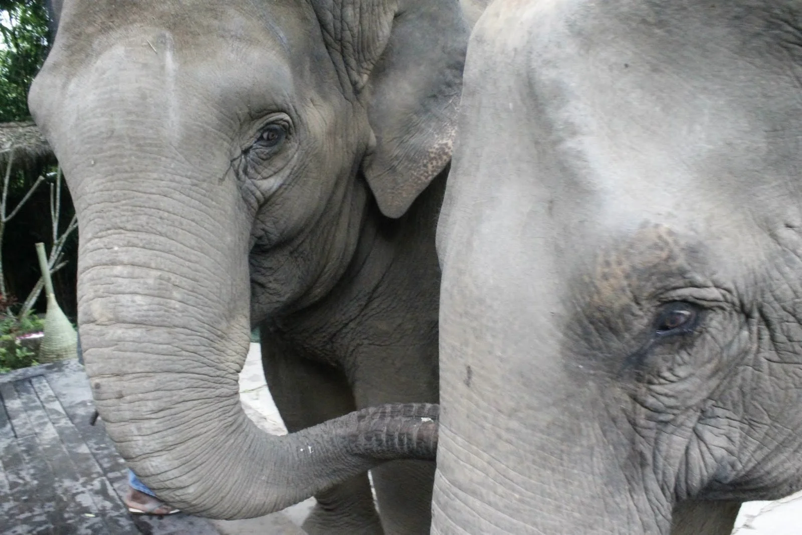 the honeymoon part 3: chiang rai