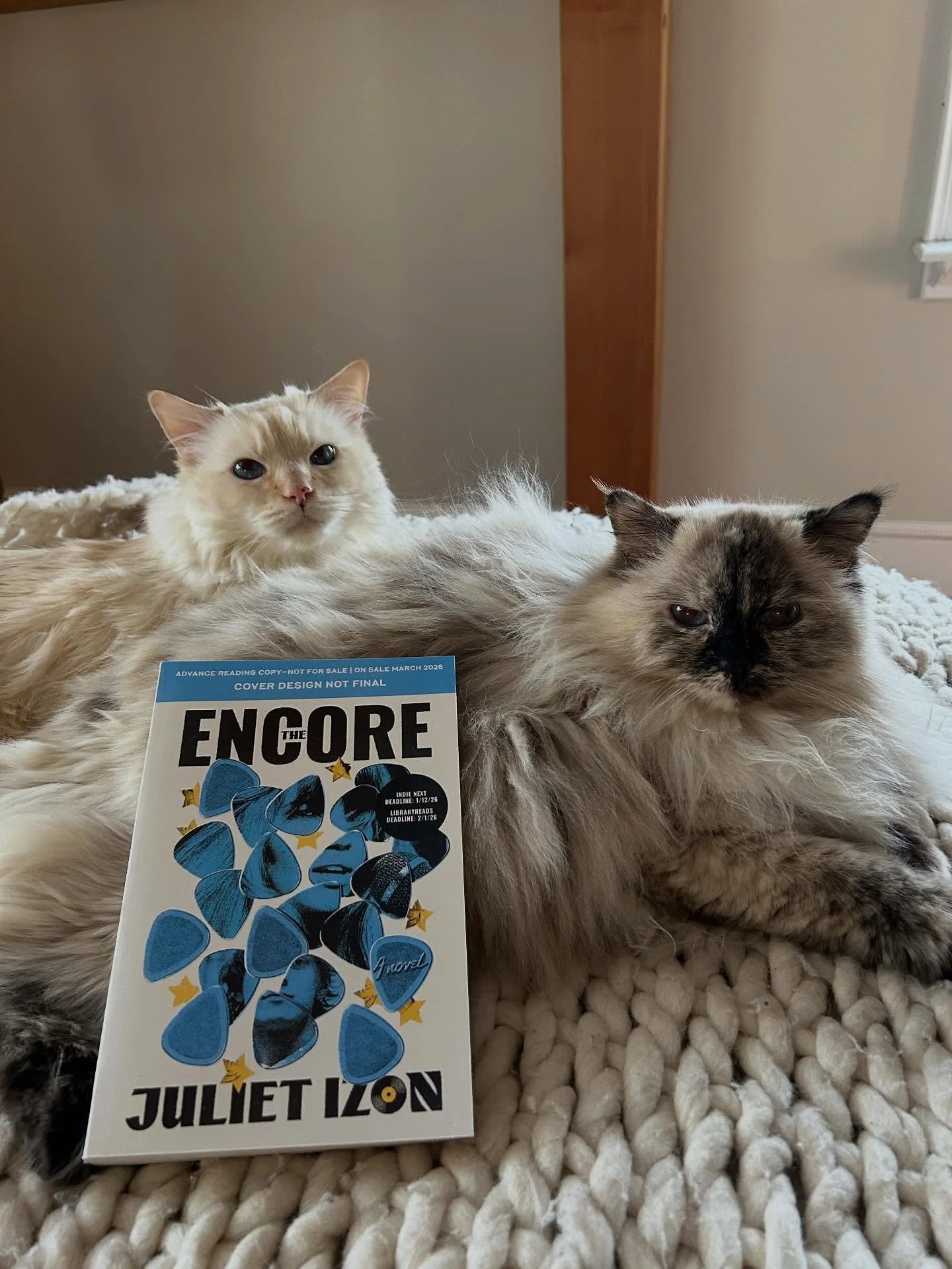 It has come to the attention of the upmarket and literary fiction cohort of the @2026debuts that a not insignificant number of us are also proud cat parents. And what good is social media if not to show off pictures of our fluffy felines? So! Please 