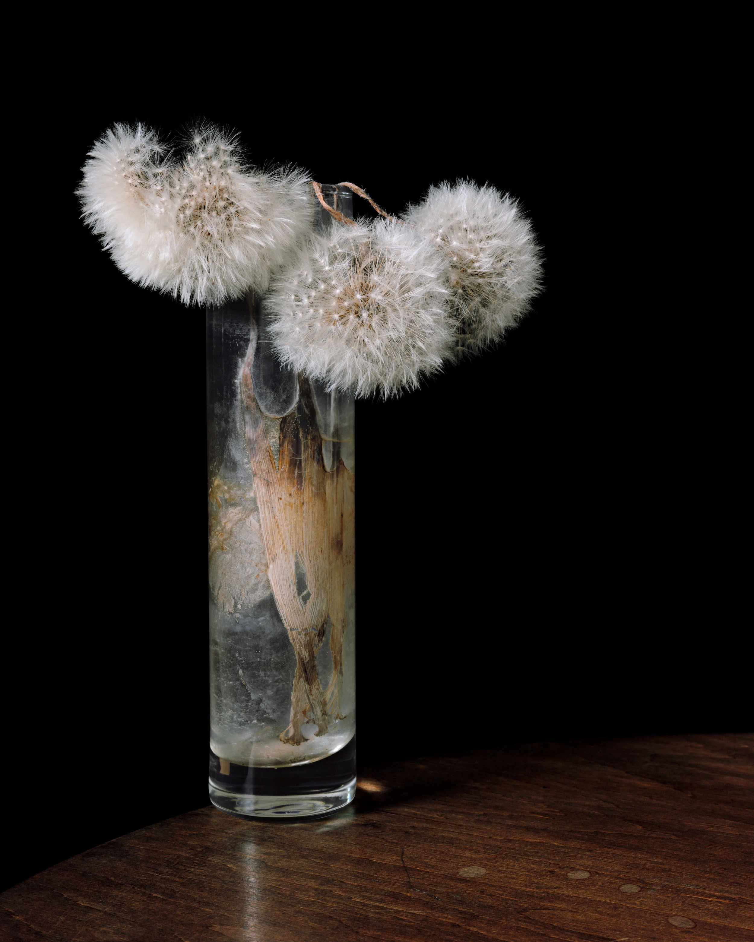 Flowers XXXIX | Brigitte Lustenberger