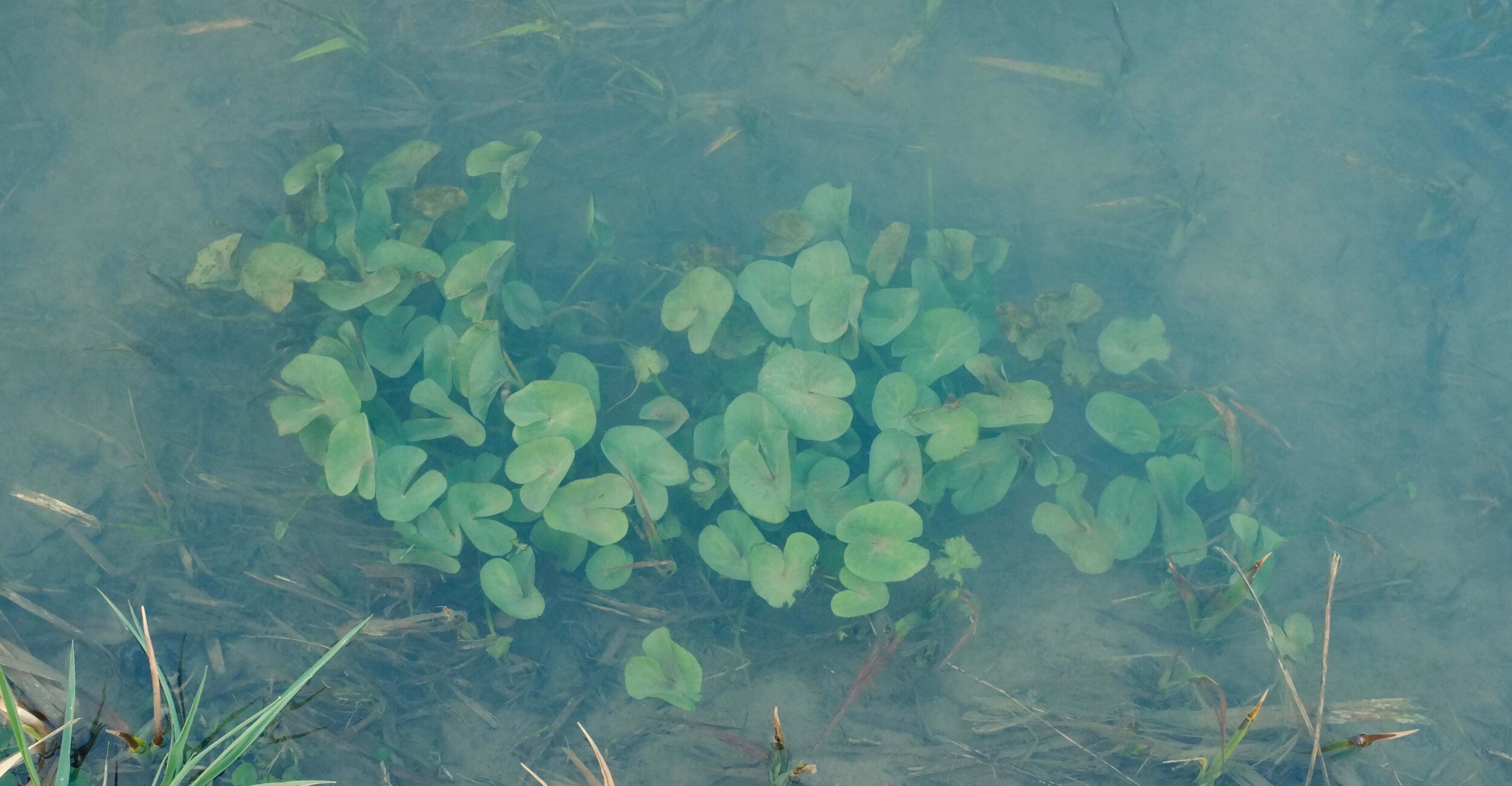 Im Graben, Wasserpflanze 2020 | aus der Serie "im Wasser" | © Daniela Nowitzki