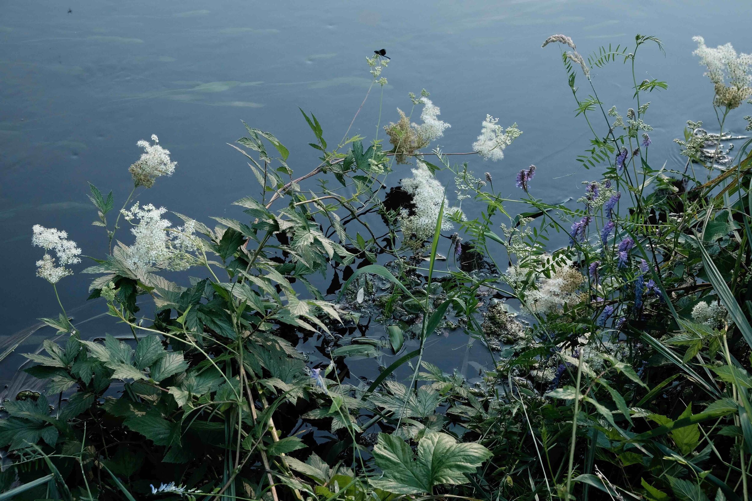 Am Fluss; Mädesüss und wilde Wicken | aus der Serie "Wild" | © Daniela Nowitzki