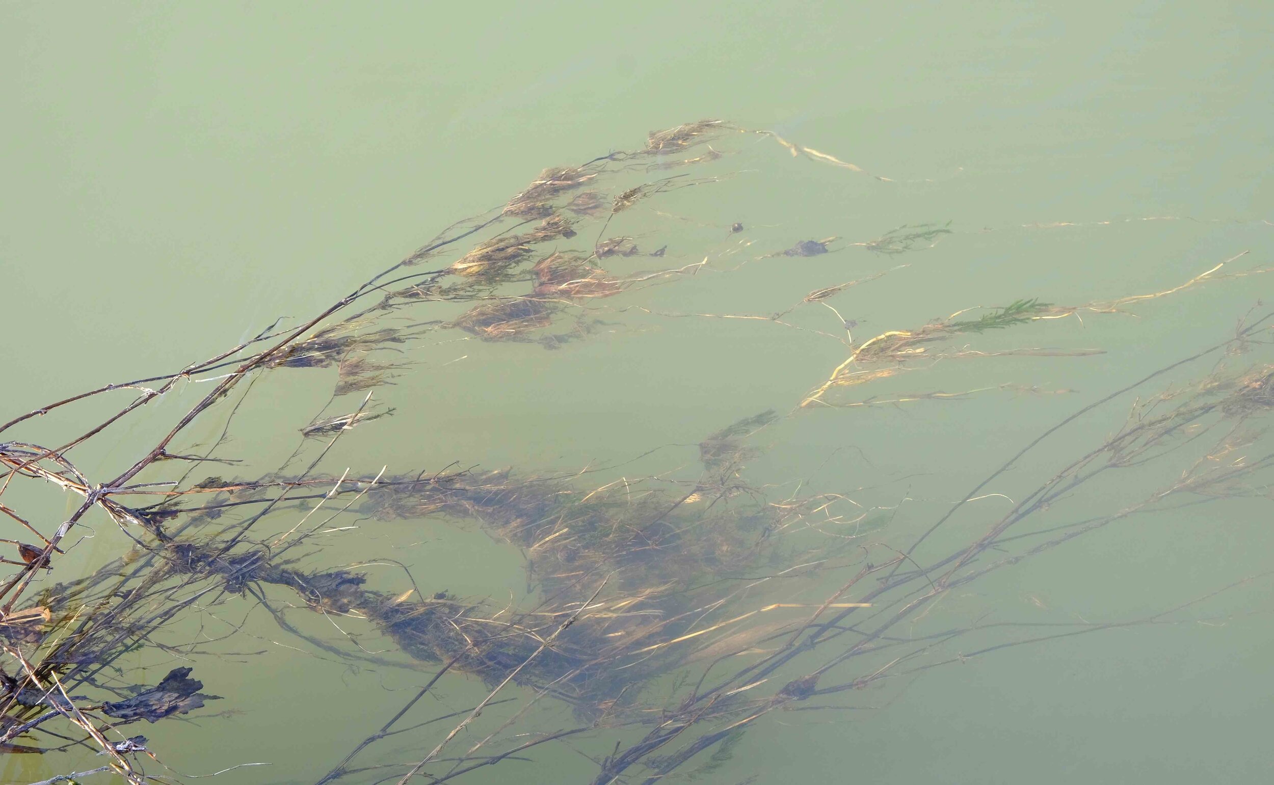 Im Fluss, Stängel und Schwemmsel | aus der Serie "im Wasser" © Daniela Nowitzki