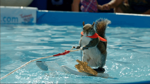 giphy (18).gif