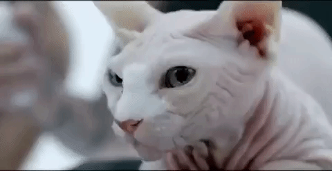 giphy (49).gif
