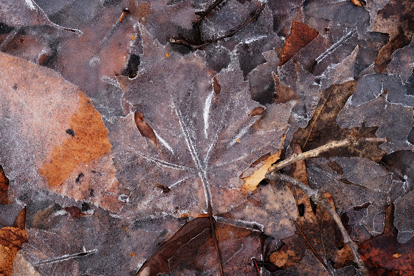 Maple Etched in Ice