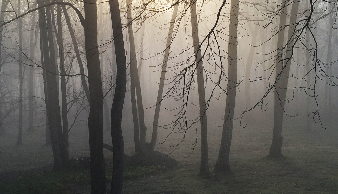 Early Morning Fog