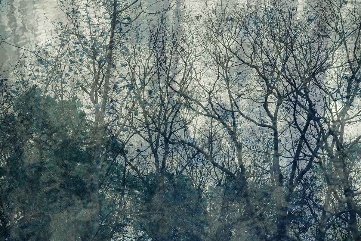 Natures Tapestry II