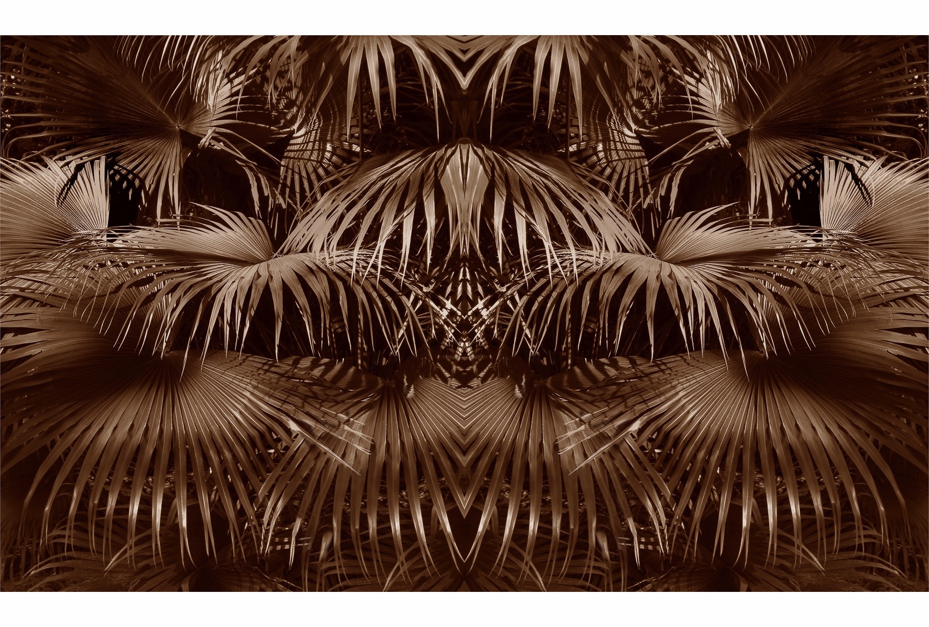 Palms