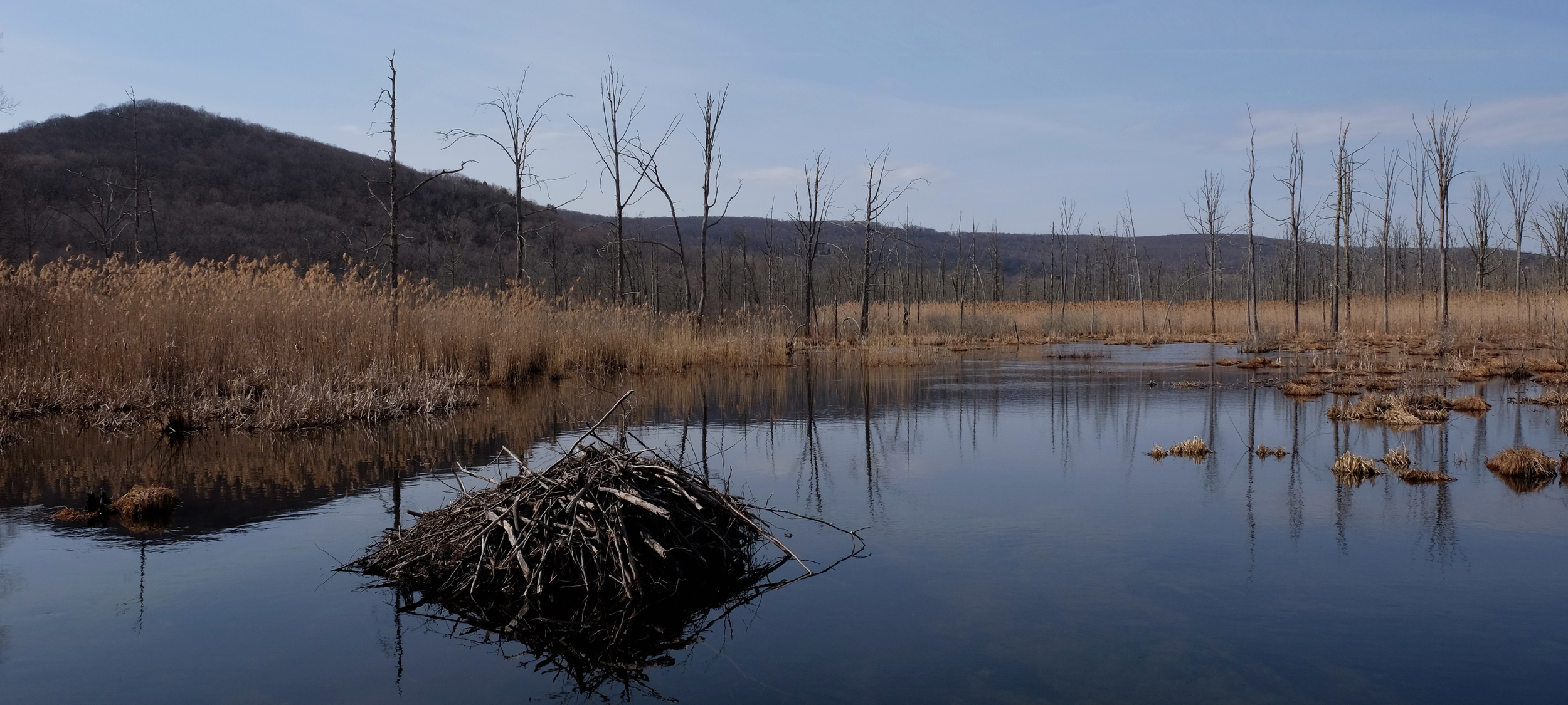 Beaver's Dam