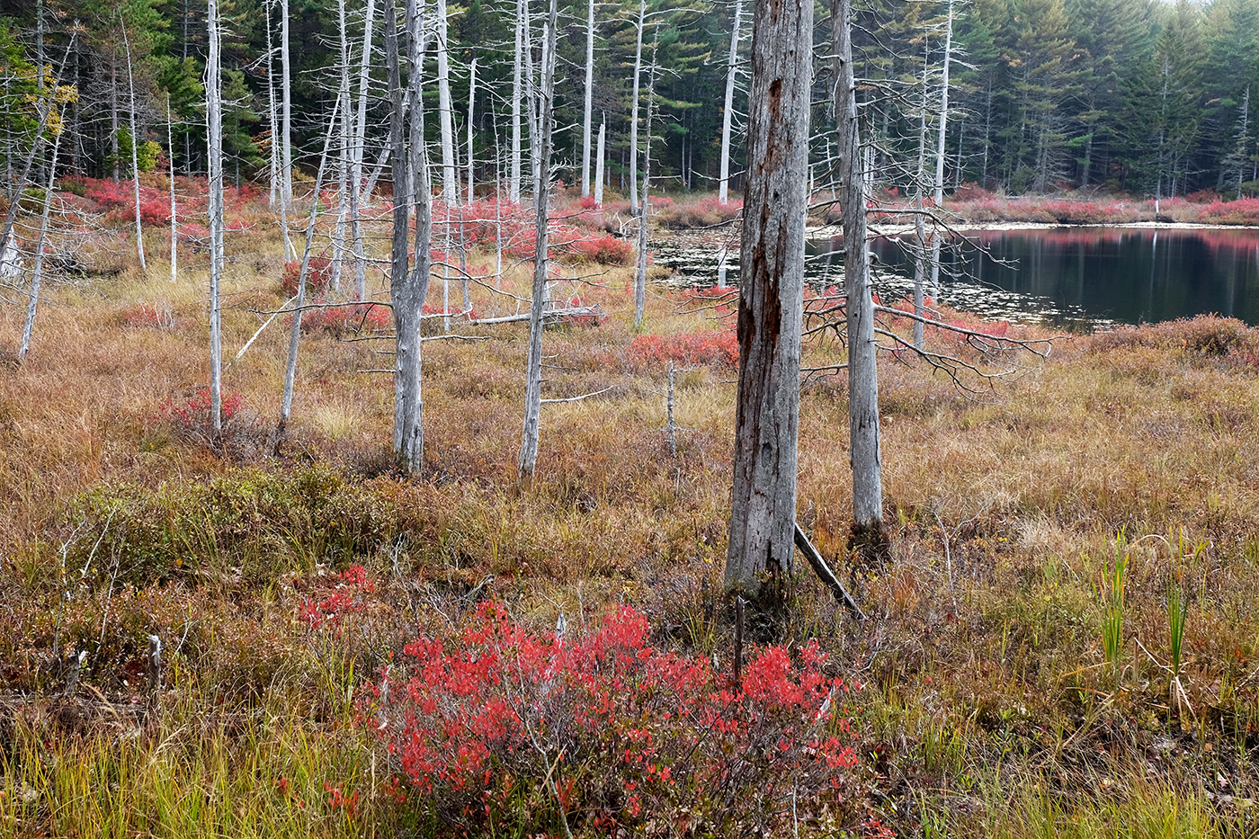 Pond Trail