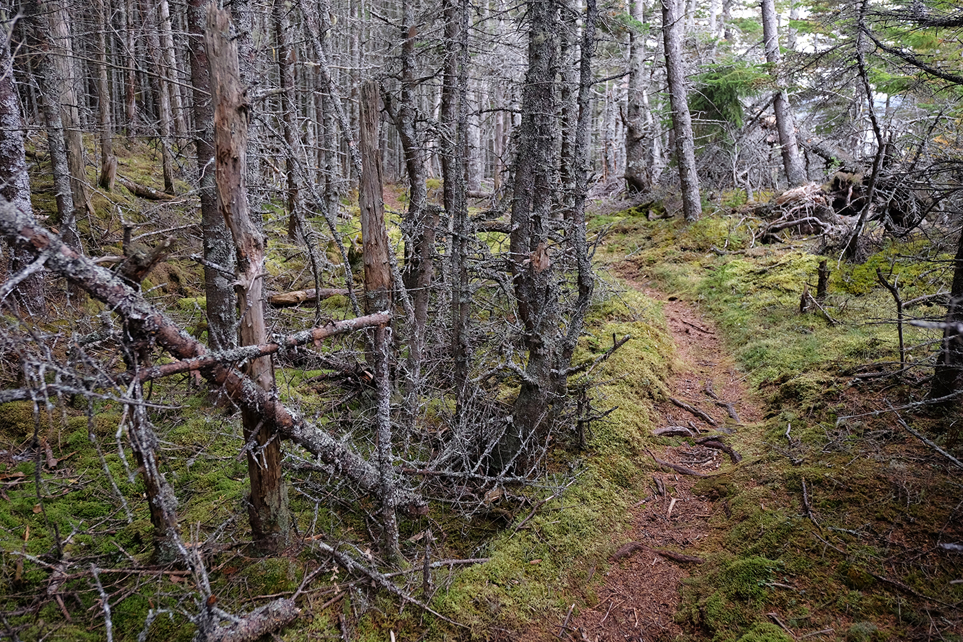 Pine Tree Forrest