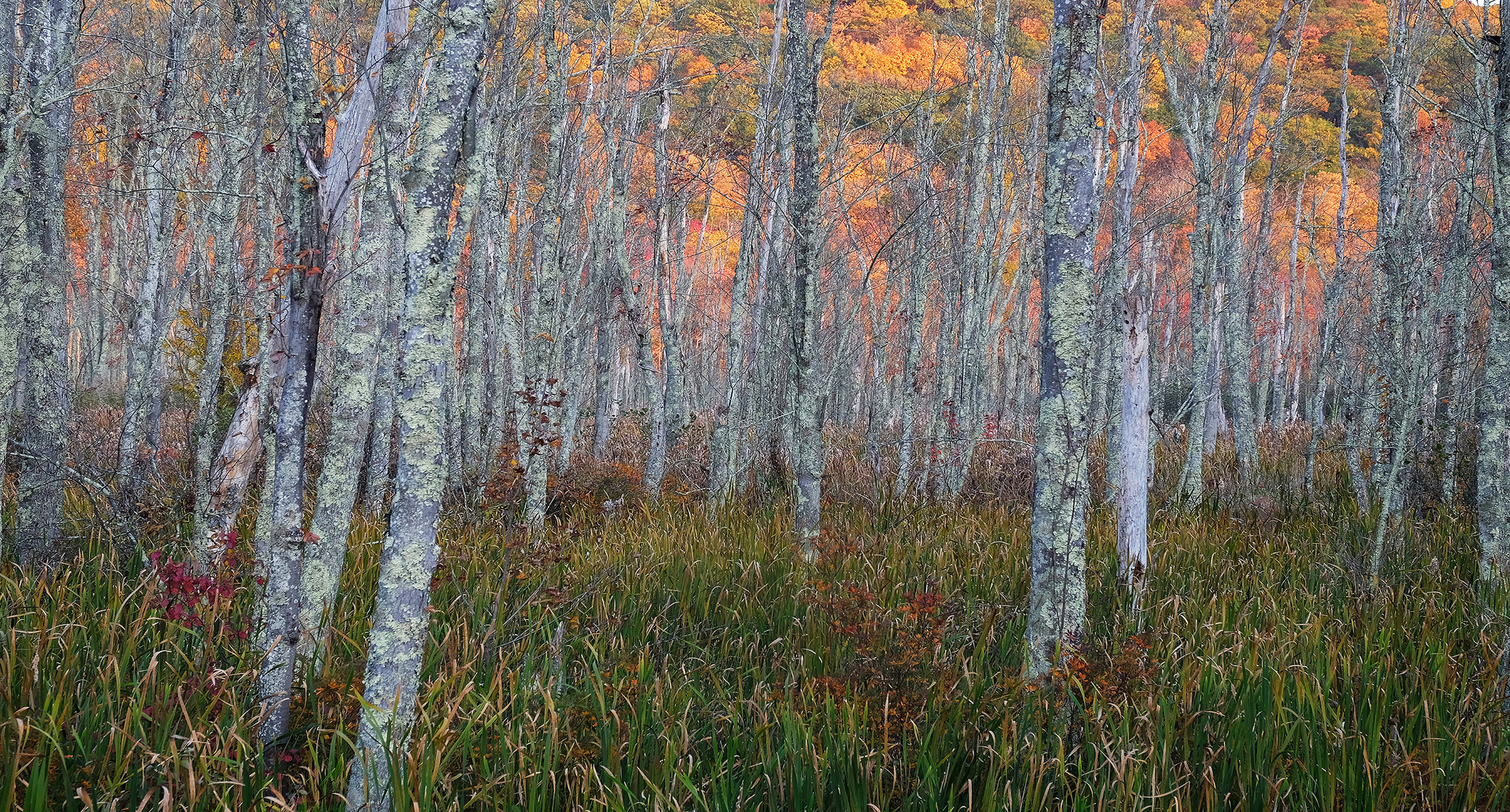 Spectacular Fall Hillside