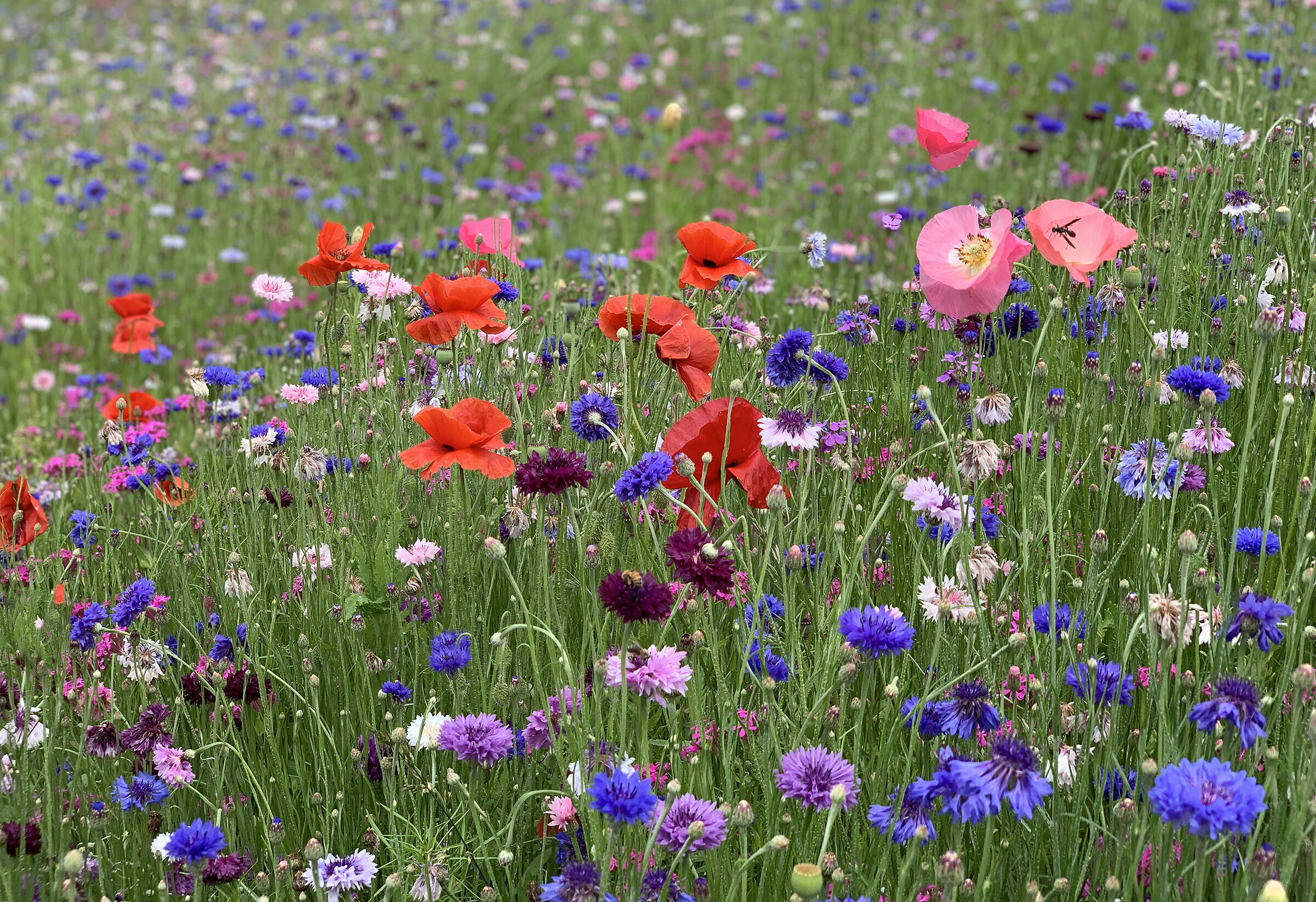 Field of Wildflower Dreams