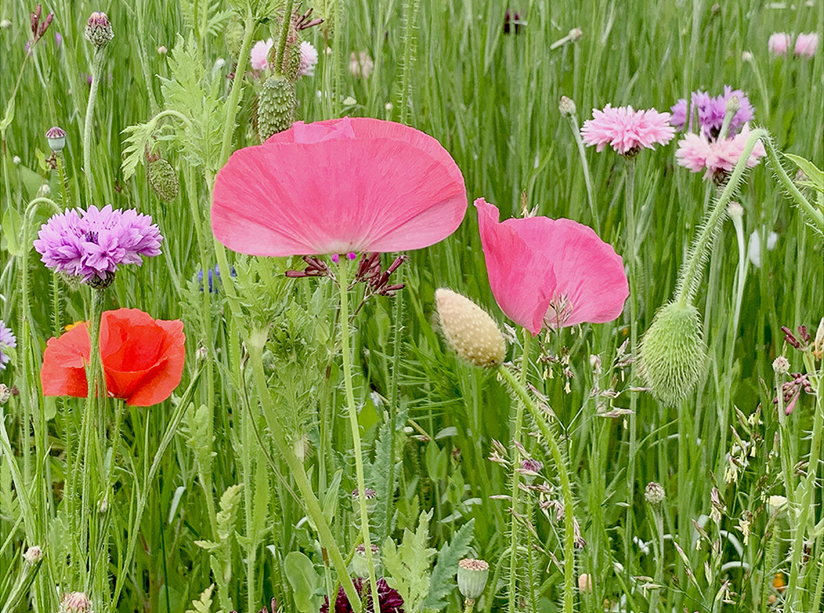 Pink Poppies 