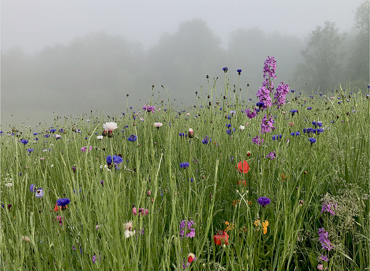 Misty Morning Field of Wildflowers