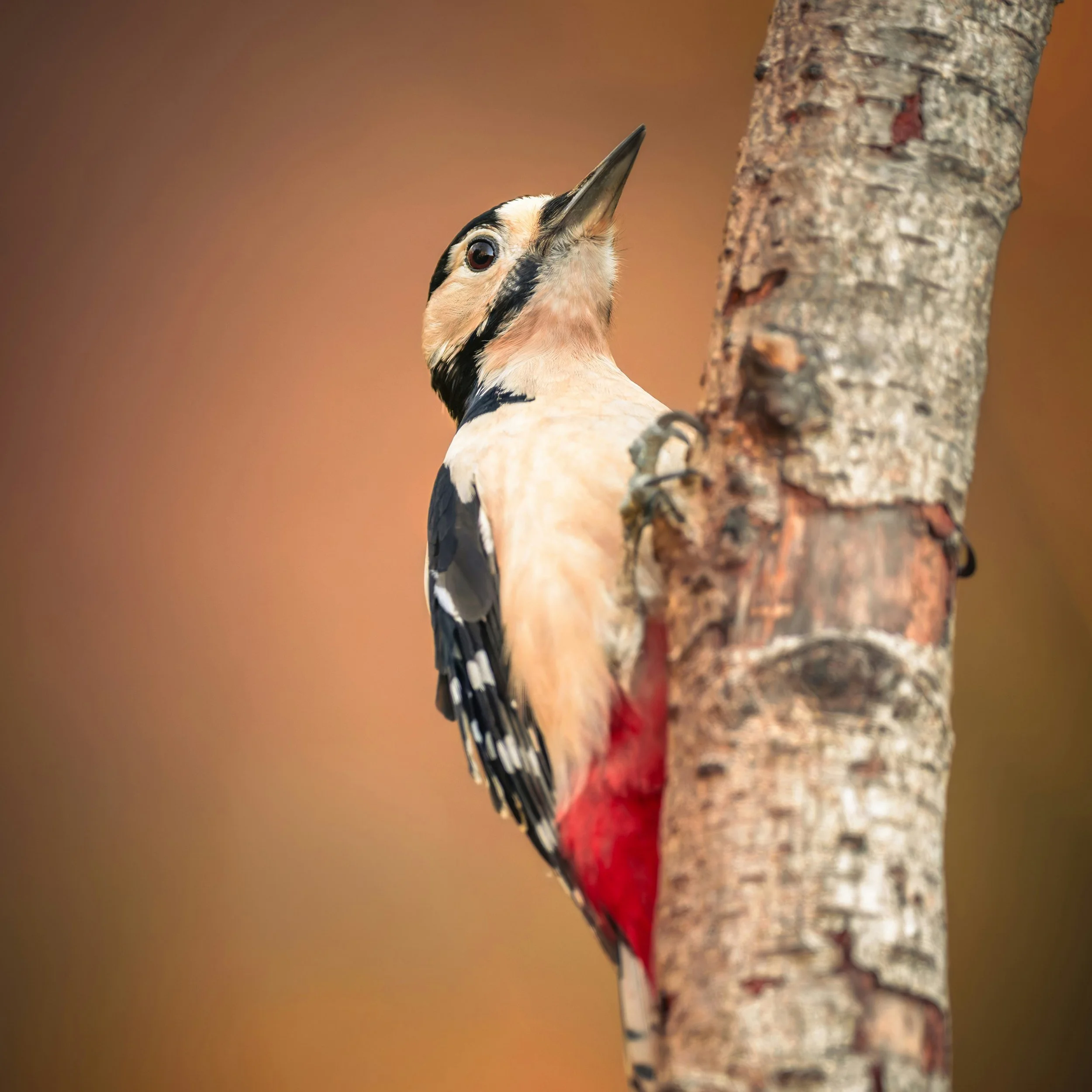 NH-SS26-COVER-V1-BIRD-WEB.jpg