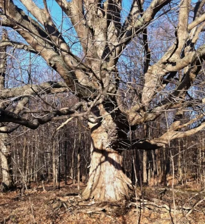 gnarled tree.jpg