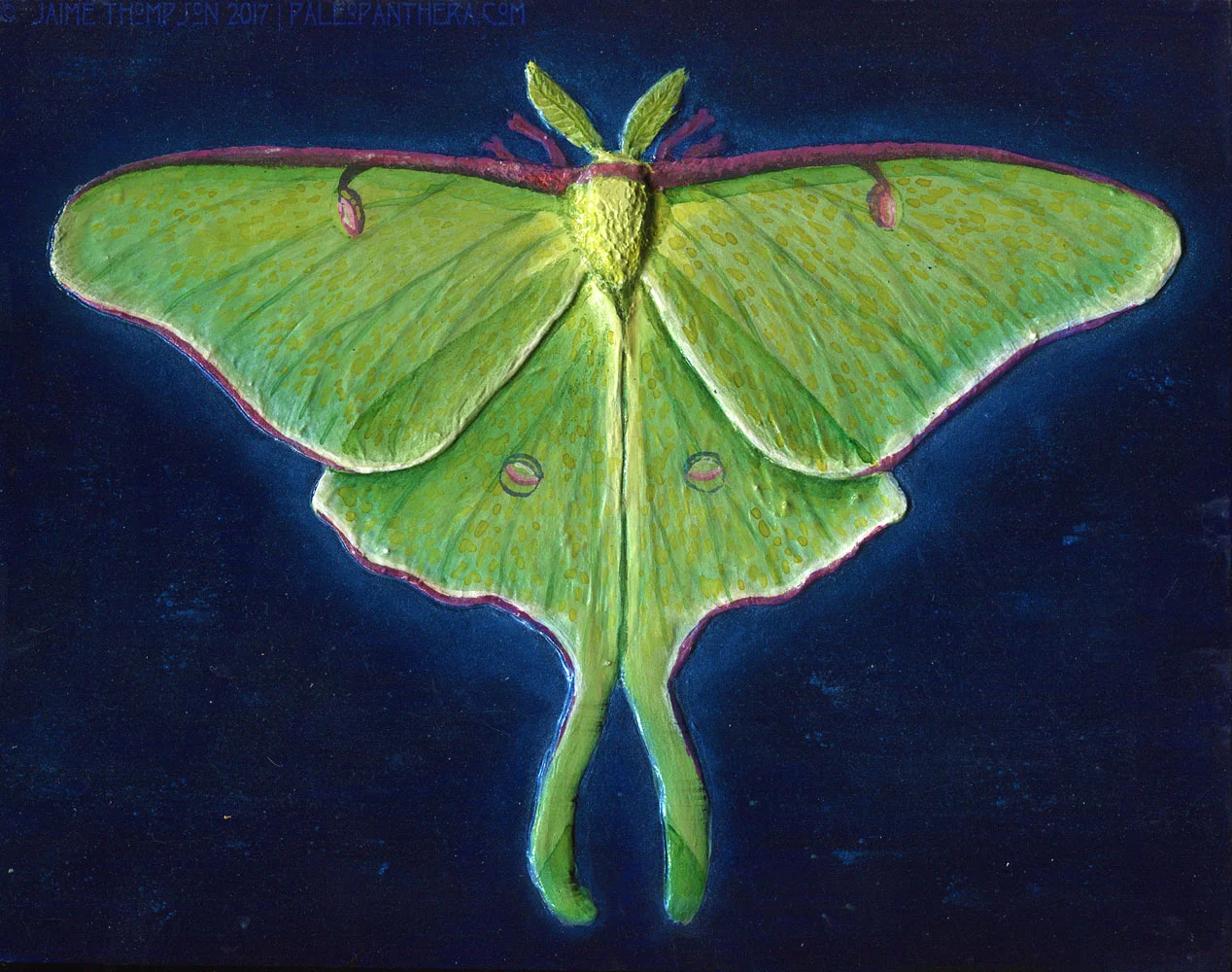 Luna Moth