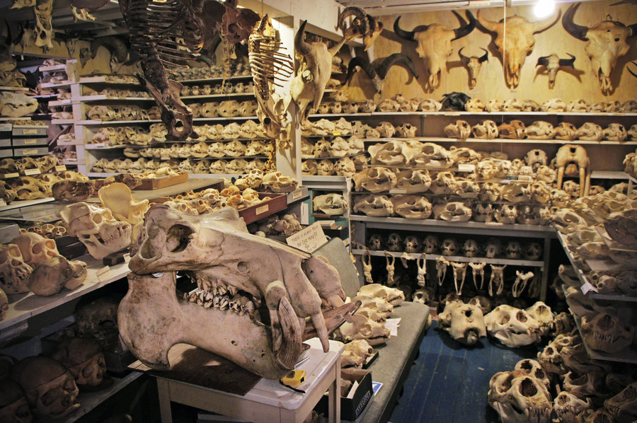 Animal skulls and bones of all sorts