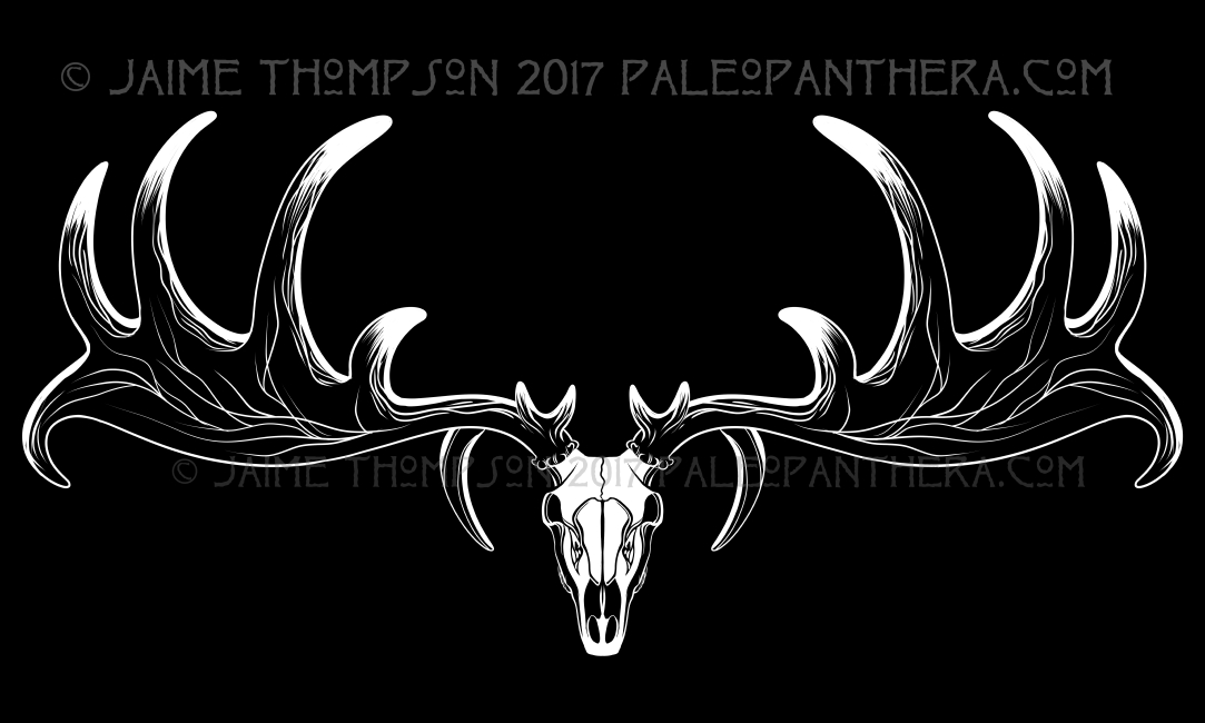 Megaloceros Skull