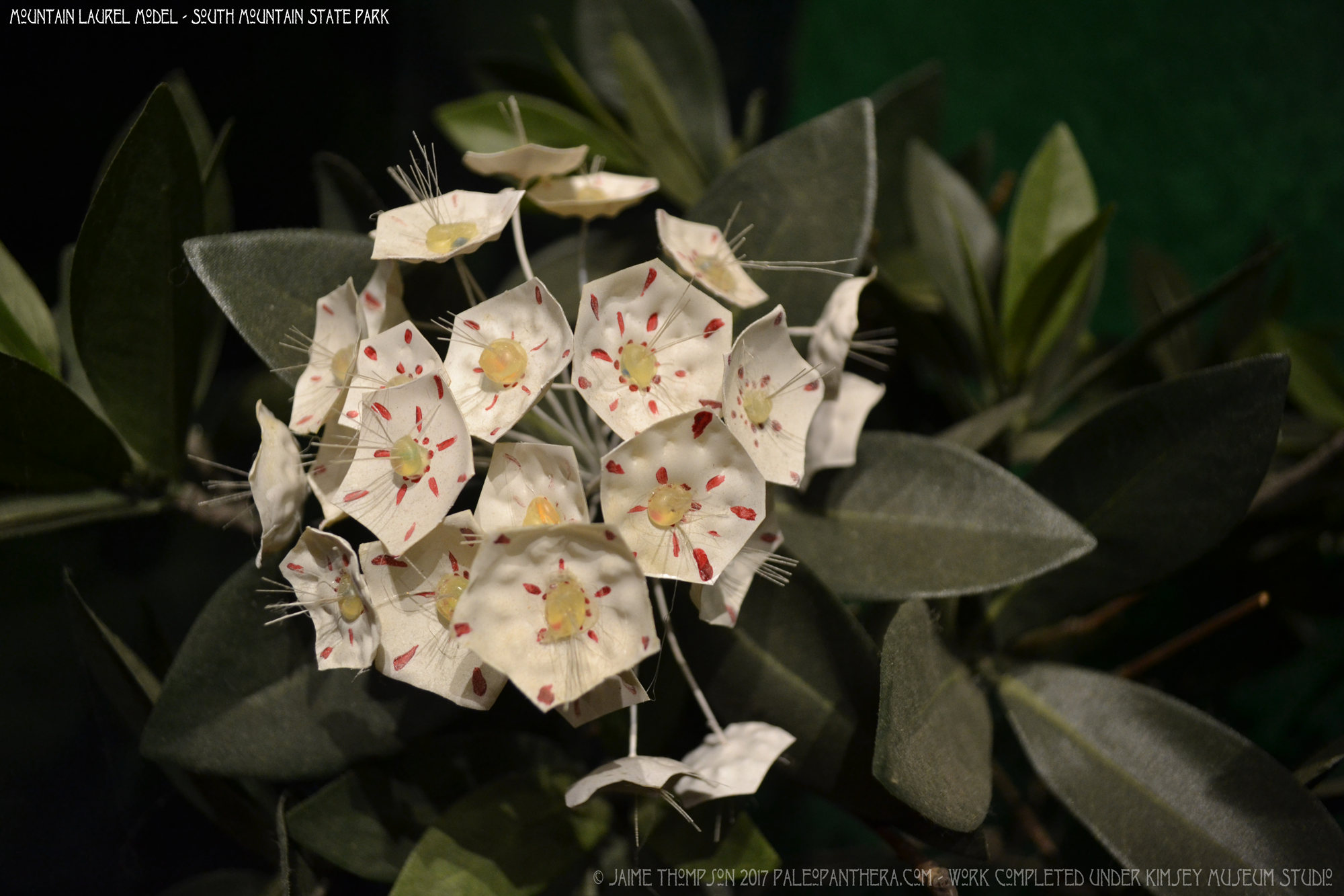 southmountains4_mountainlaurel.png