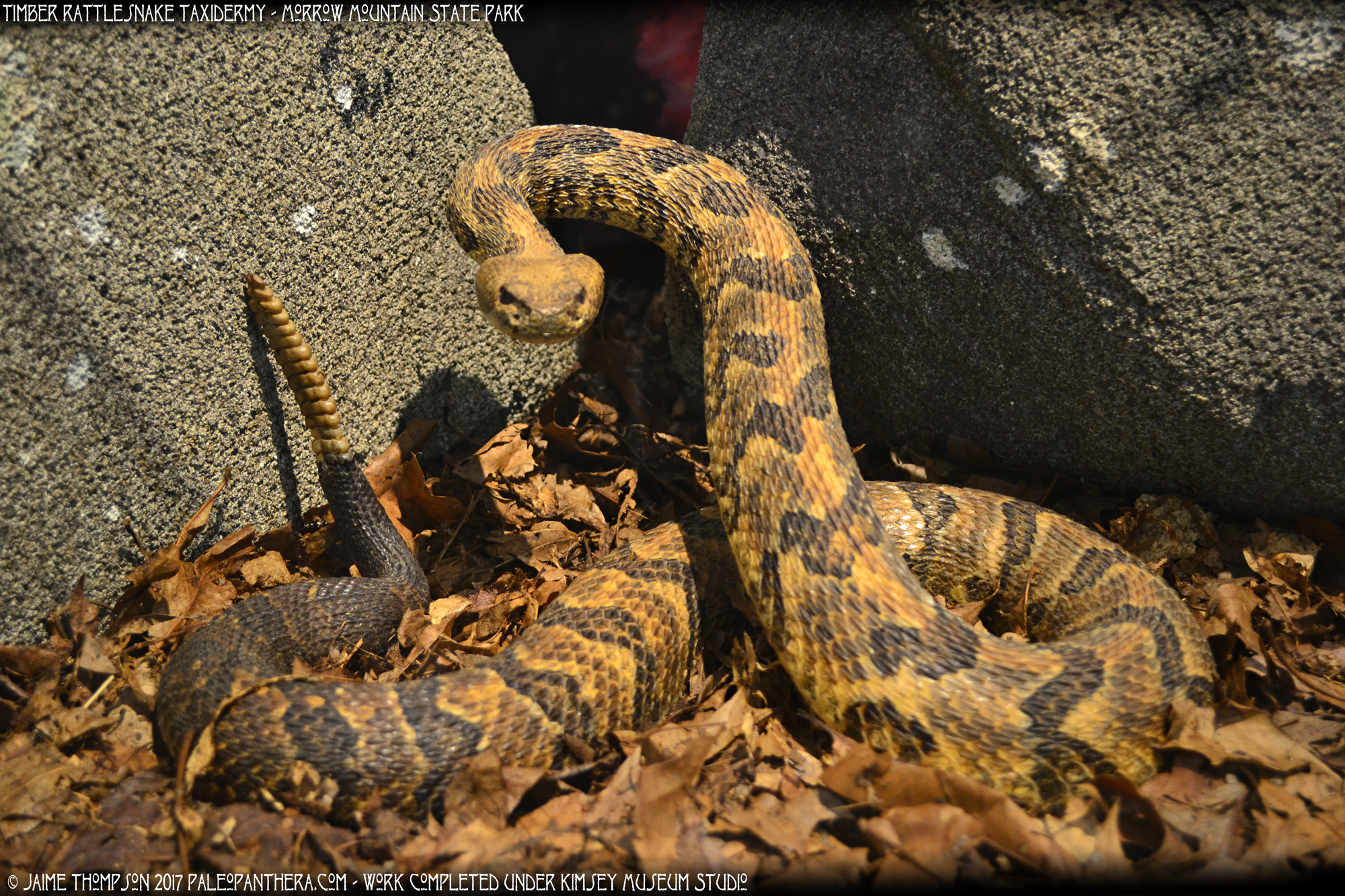 morrowmountain3_timberrattlesnake.png