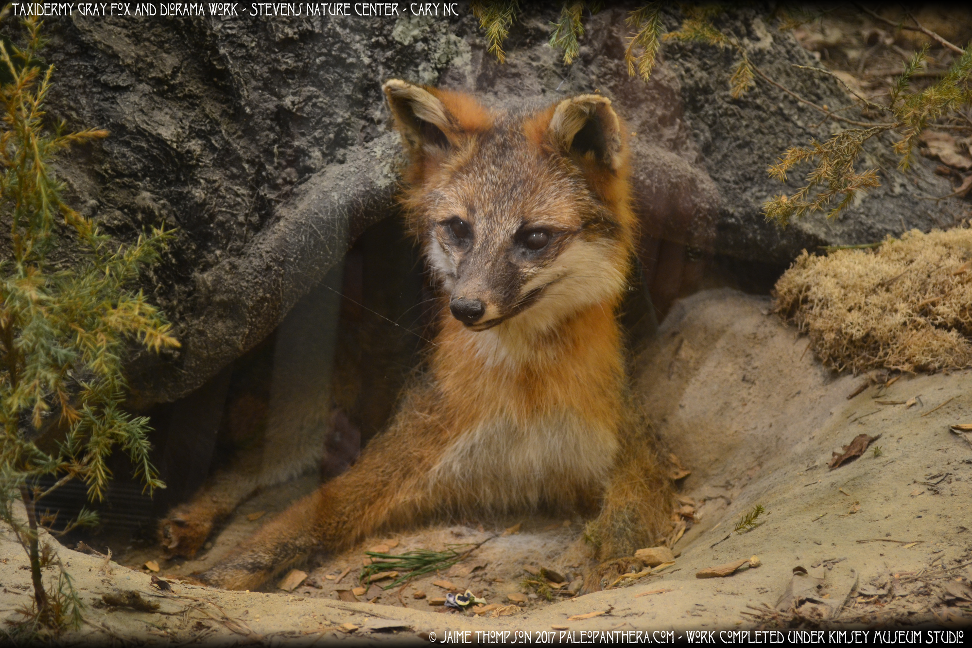 stevensnaturecenter_grayfoxes3.png