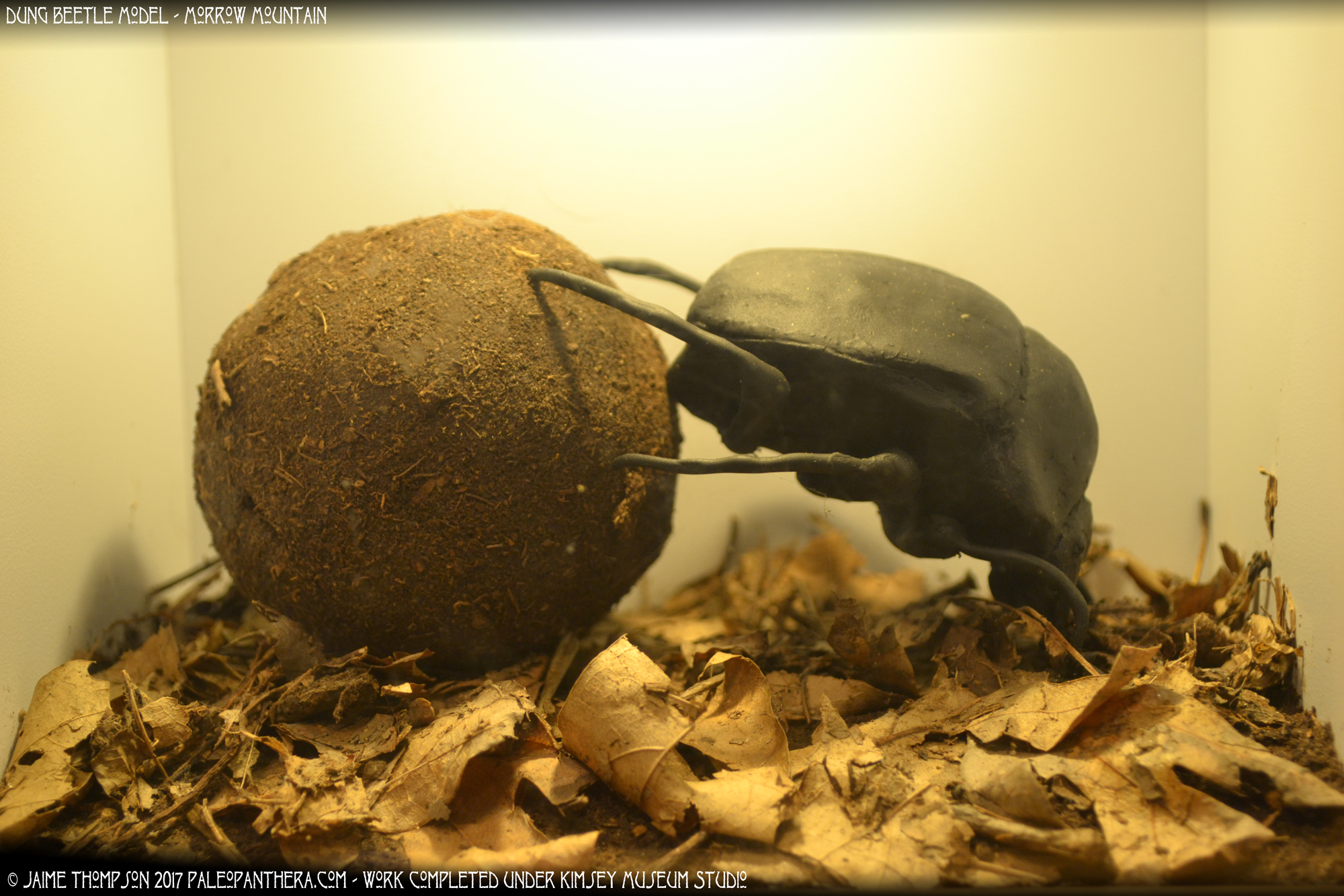 morrowmountain4_dungbeetle.png