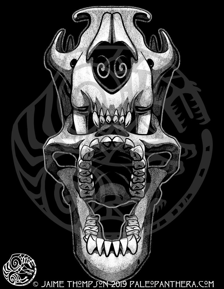 A leopard skull predating on an Australopithecine skull. The original inspiring fossil (Taung Child) was later found to have been eaten by an eagle, but there’s still plenty of leopard bite mark evidence across other Australopithecus fossils. Digital 2019