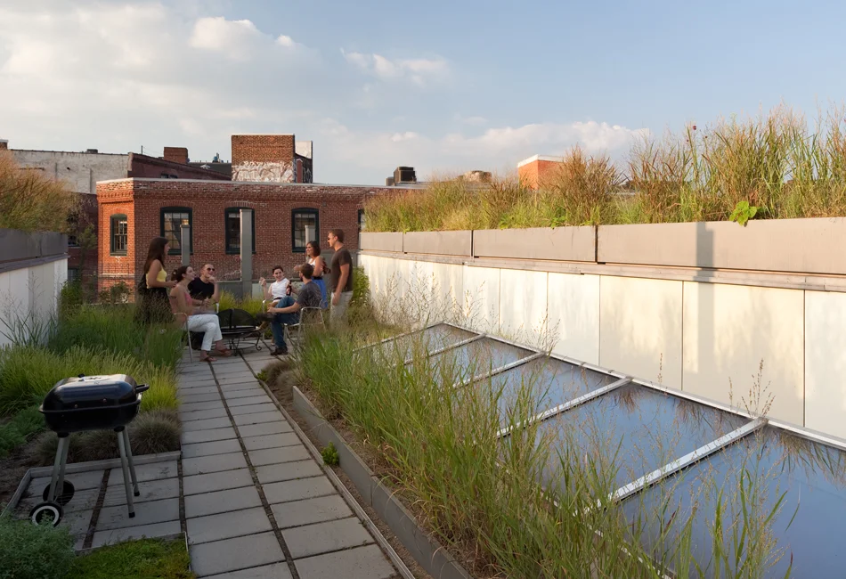 THINS_22_GREENROOF 2.jpg