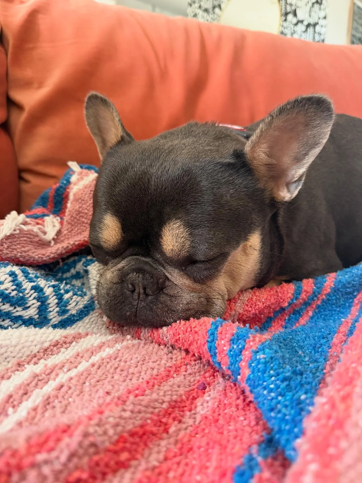 happy 3️⃣ to this potato 🐾🥔

our first itty bitty dog &amp; Poppy pleasantly surprised us with big personality, big snuggles, &amp; big side eye. 

she kept our Luna babe young for 2 years &amp; let&rsquo;s the children treat her like a stuffy. she