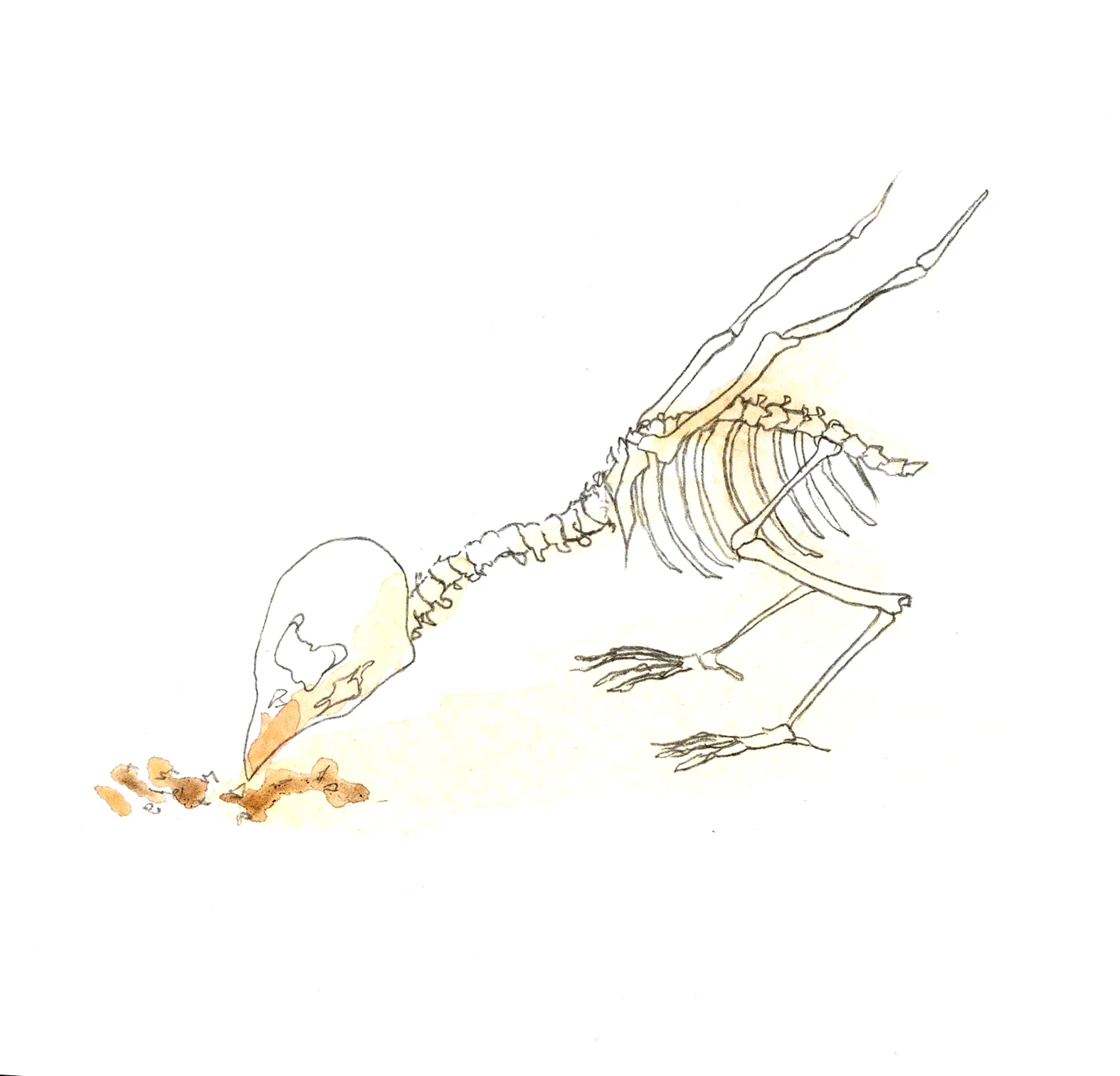 Little bird.jpg