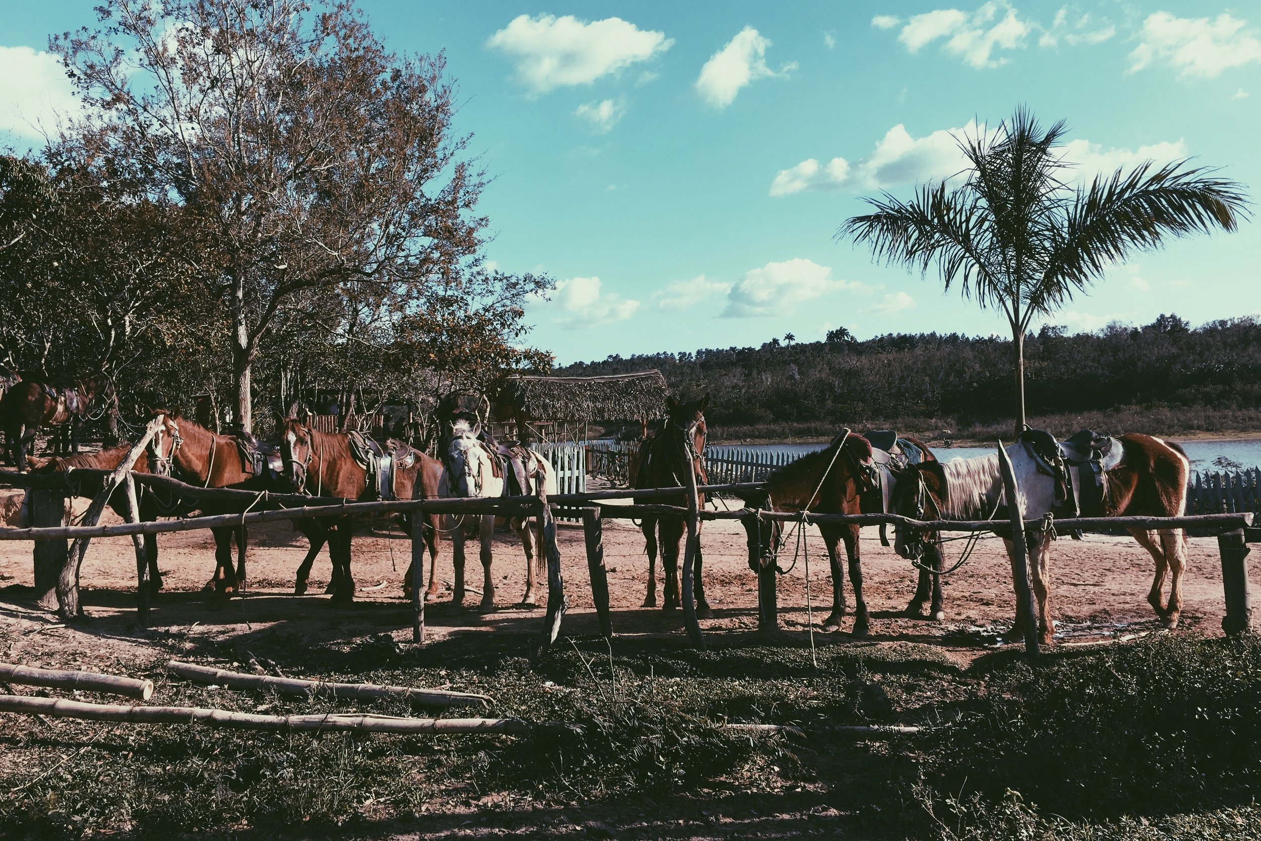 Horses Lined Up.jpg