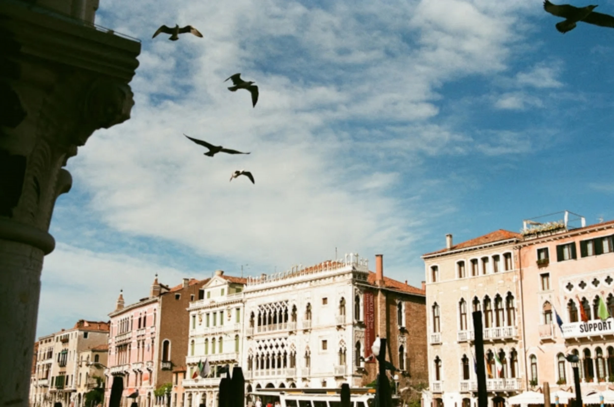 Bird Flying Venice.jpg
