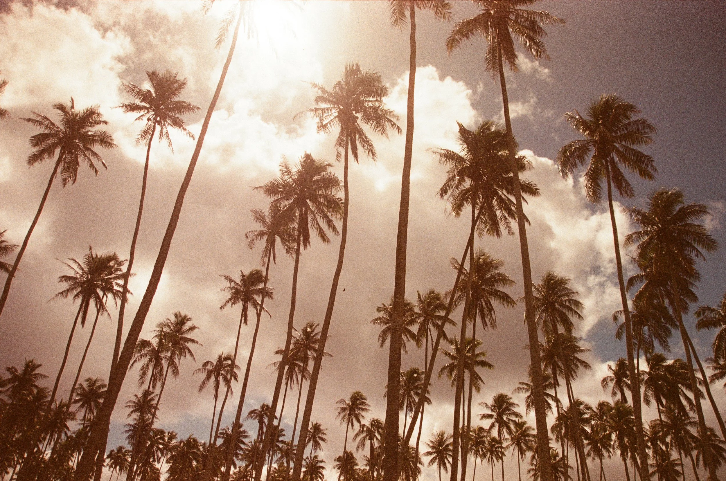 daisy hawaii image_-48.jpg