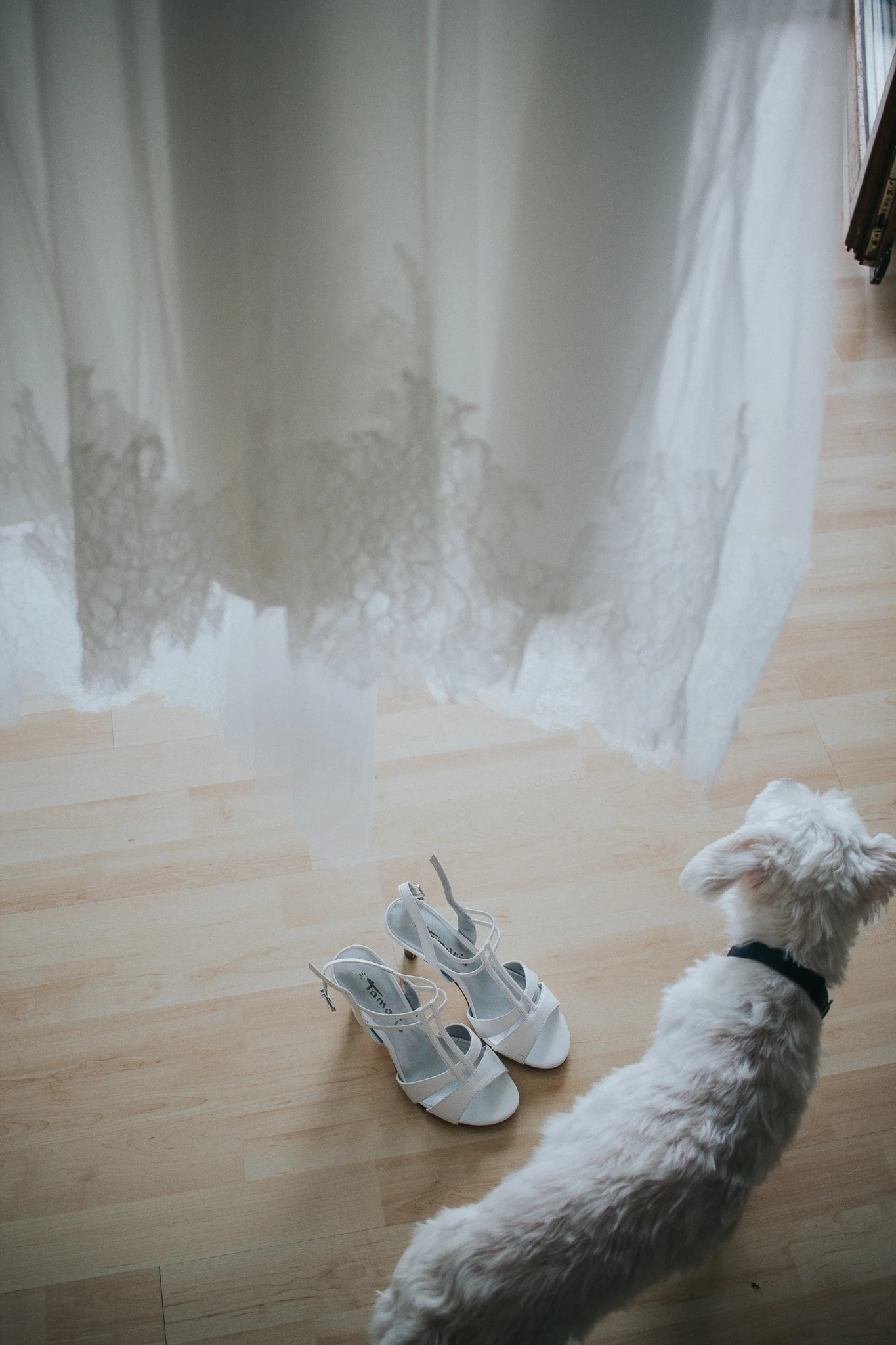 Brautkleid mit Brautschuhen und Hund