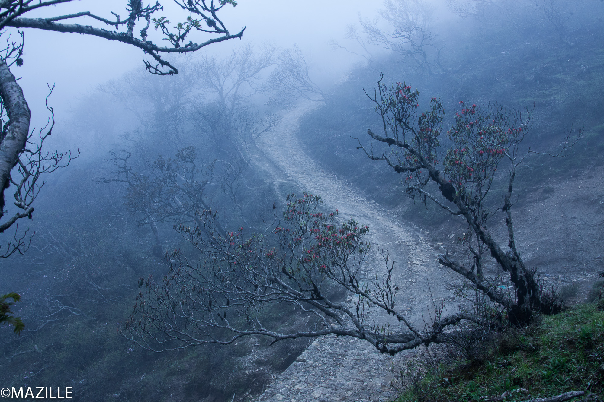 4h, le réveil sonne. Tassy et Fingu sont déjà partis. Cette fois, c’est la montagne tout au fond, là, qu’on doit arpenter. Damber me prévient: de ce côté, c’est le Népal et là: c’est l’Inde. Hors de question de passer la frontière. Si un panda traverse et va en Inde, on le laisse filer. Ok? Ok.