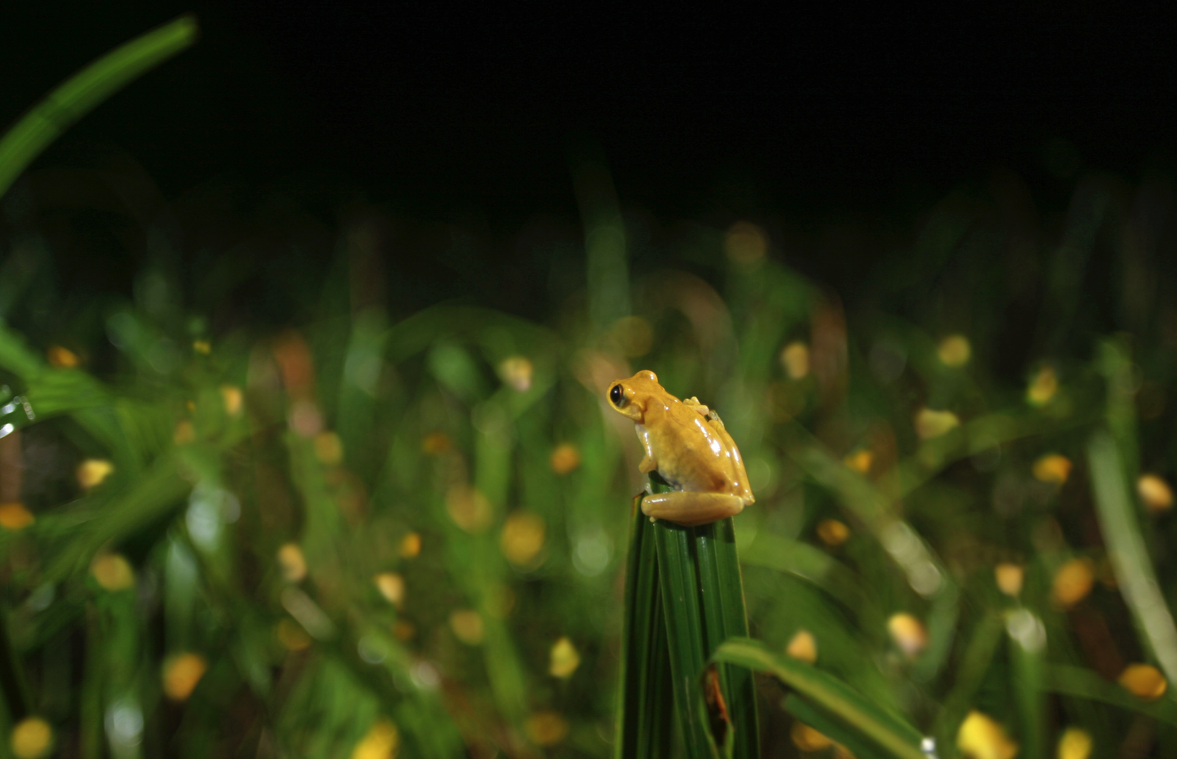 Toutes les petites tâches jaunes, sont des minutus, de petites grenouilles habituellement marrons qui changent de couleur jaune flashy le temps des amours