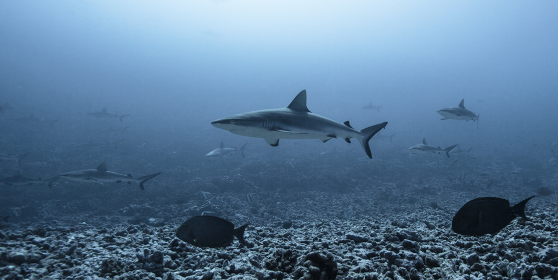 Un premier requin vient nous checker, suivi par bien d'autres