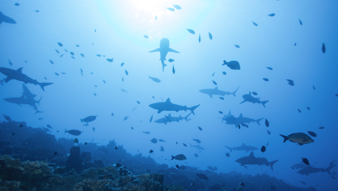 Il est 6h du mat, le courant est puissant, on rejoint le fond pour éviter de se faire emporter. Les requins eux en profitent pour planer au dessus du corail.