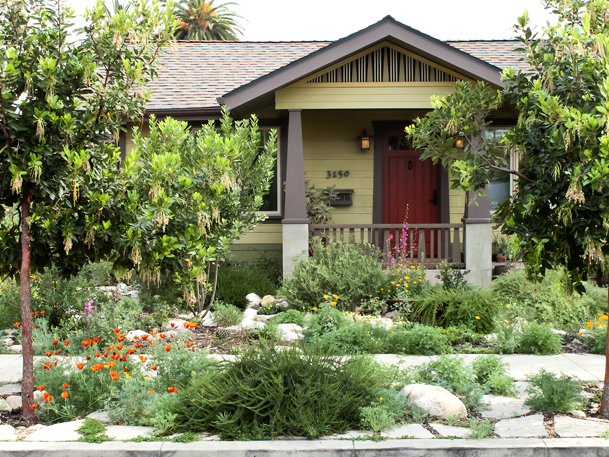 (Front garden. Rainwater swale, salvaged concrete paving and a host of Californian flora)