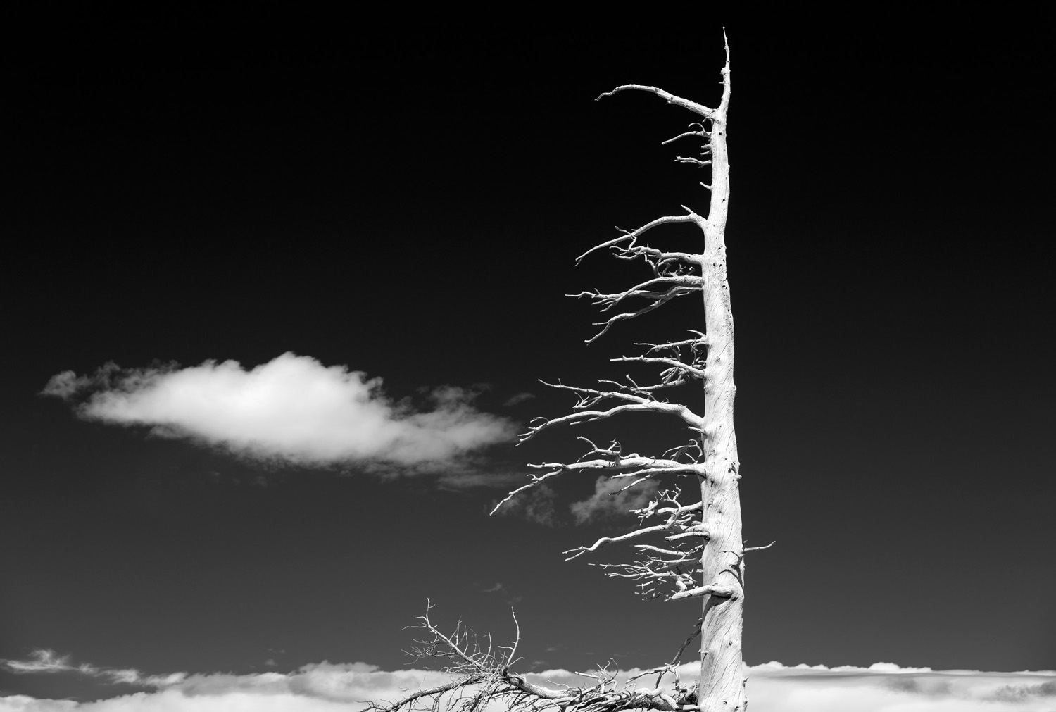 Lake Aloha BW.jpg