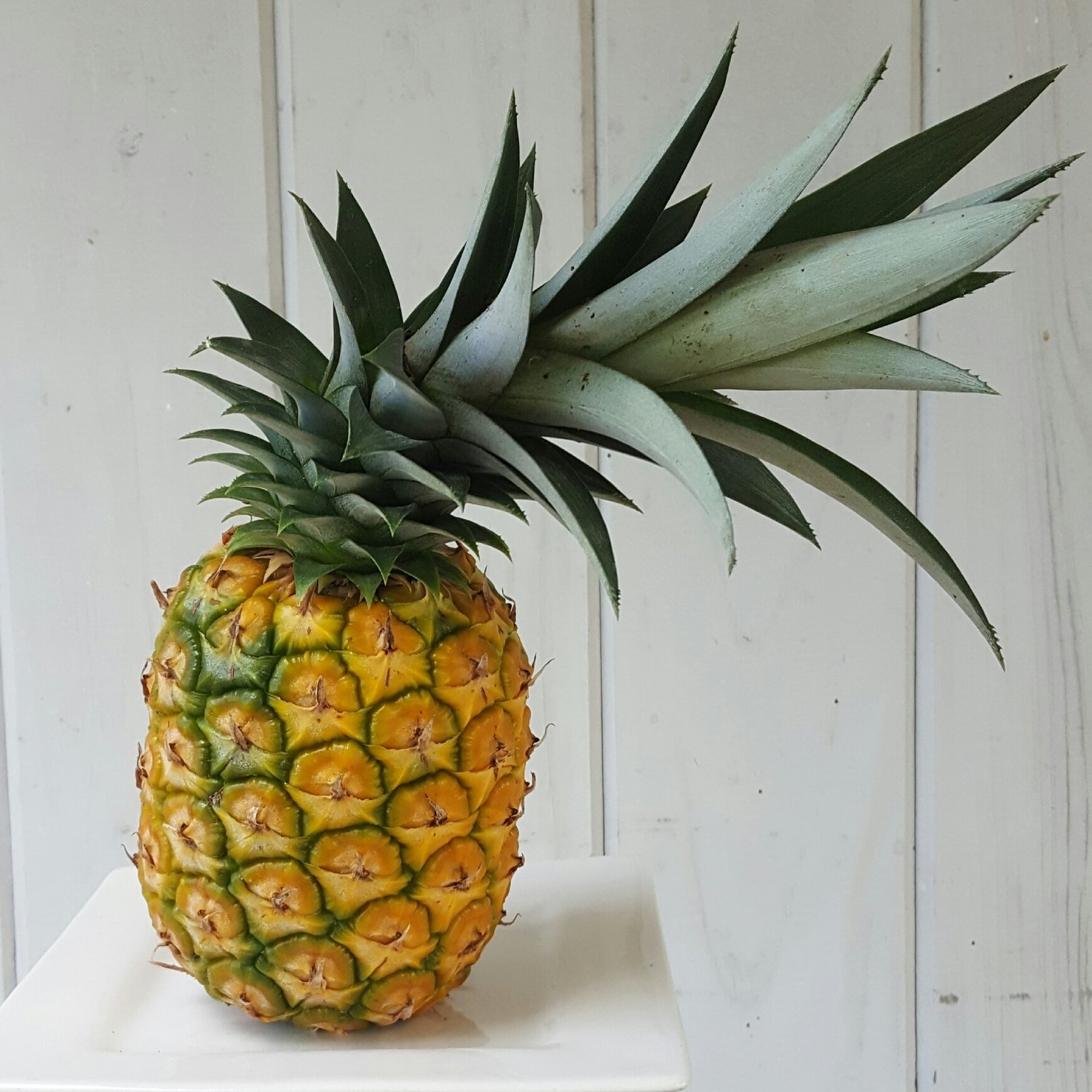 Grown in mom's backyard.  Once you see how long it takes to grow a pineapple, you'll definitely appreciate them more!