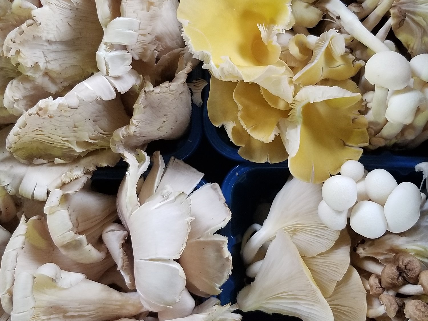 Baltimore's Farmer's Market blew me away - amazing wild mushrooms