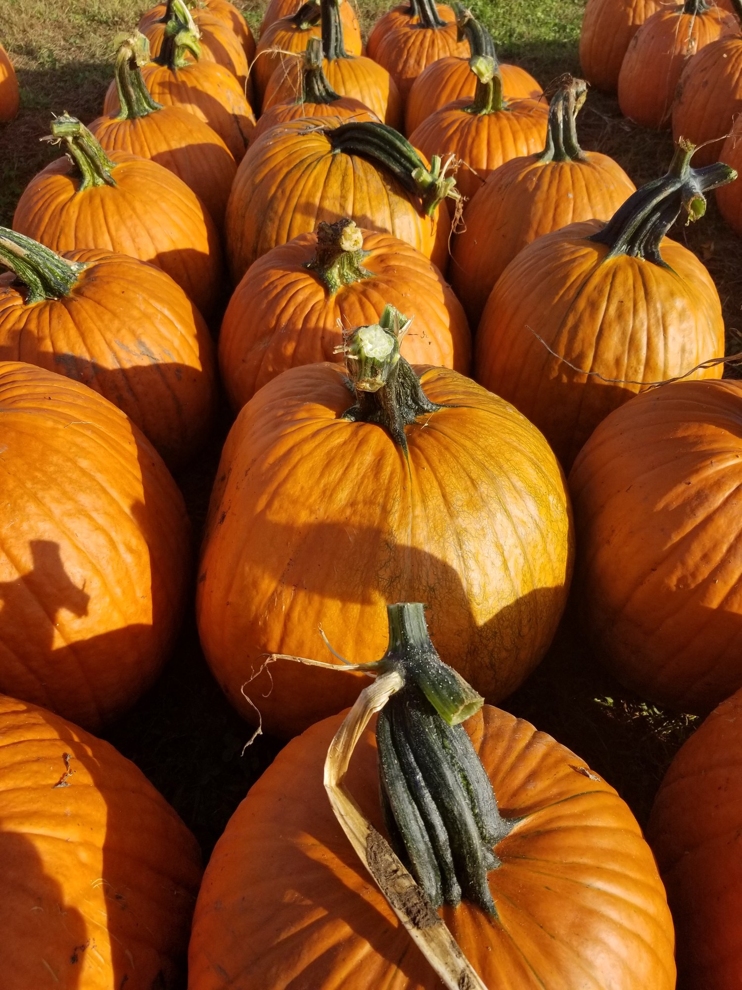 October 1st - Pumpkin.jpg