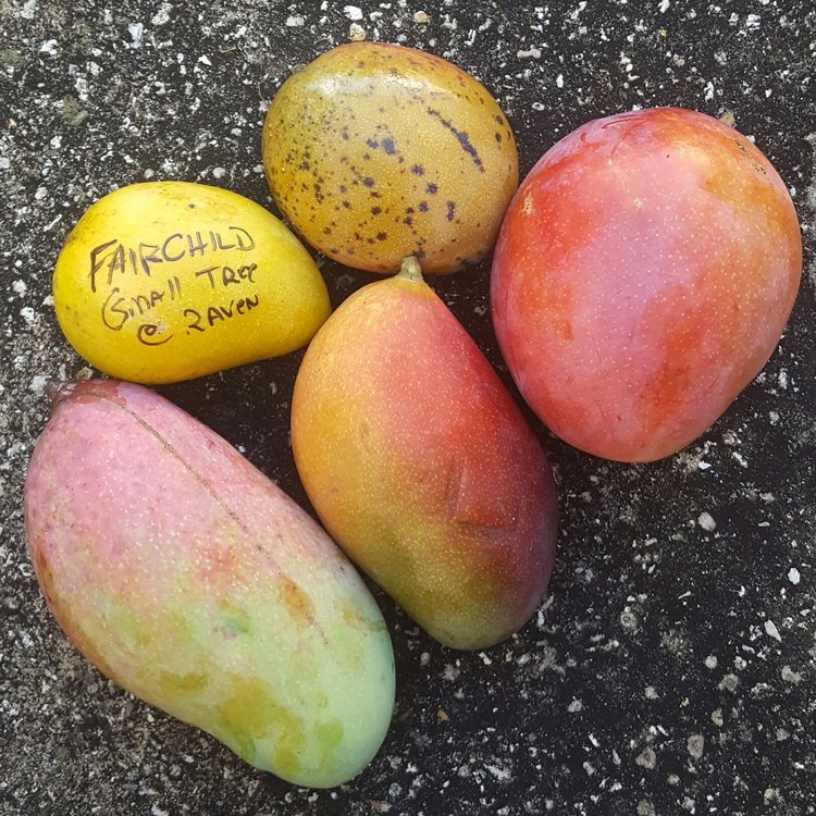 My Week Off - Mango Varieties.jpg